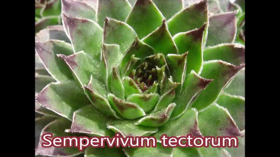 Josep Pàmies - Sempervivum tectorum