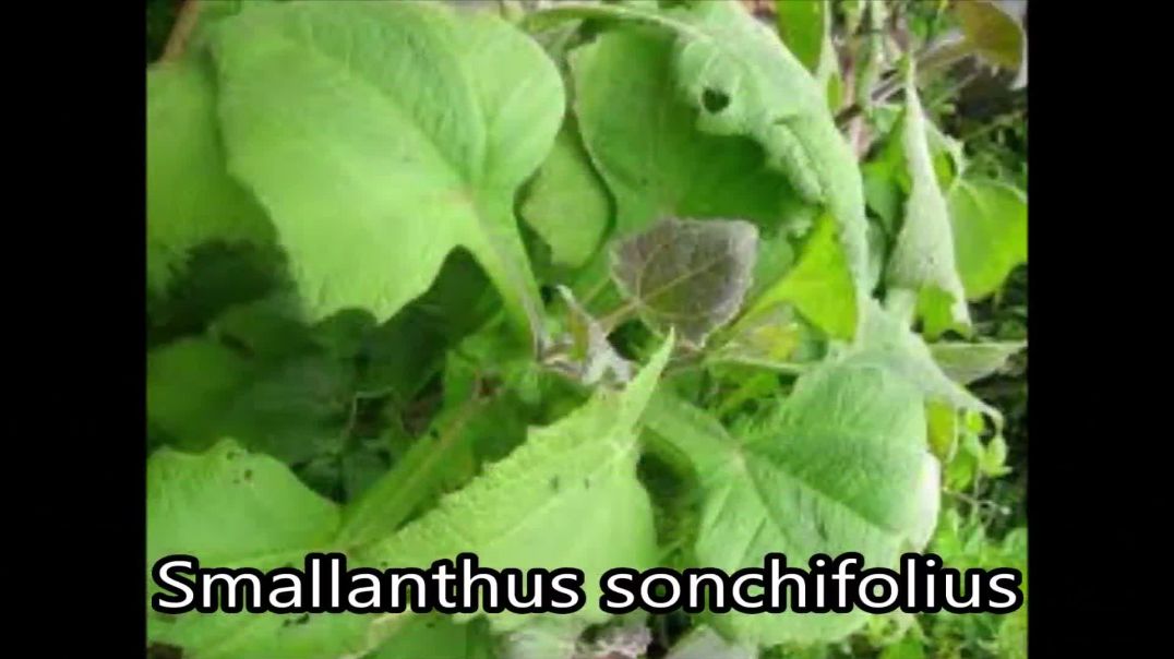 Josep Pàmies - Smallanthus sonchifolius - Yacón