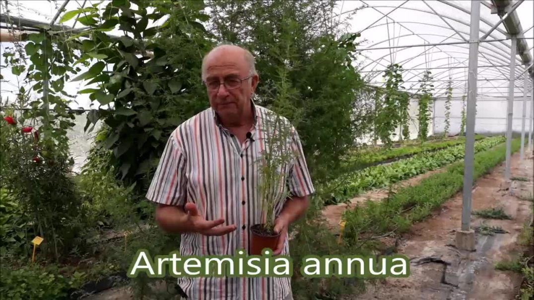 Plantas que curan: Artemisia annua - Josep Pàmies