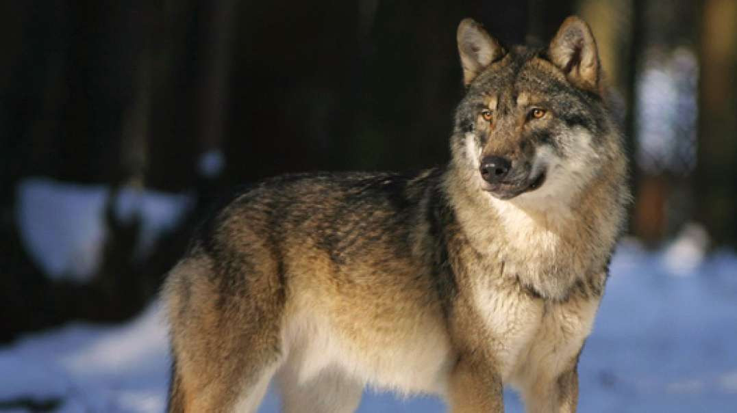 La Inmensa Minoría: El lobo, un cazador que debe ser controlado | 04-11-2020