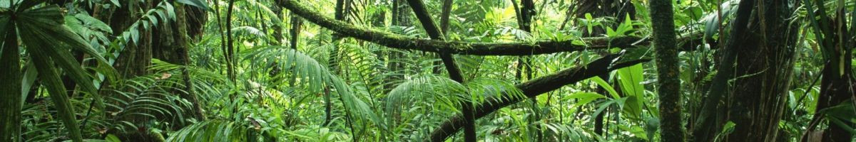 Buenaventura De los Bosques