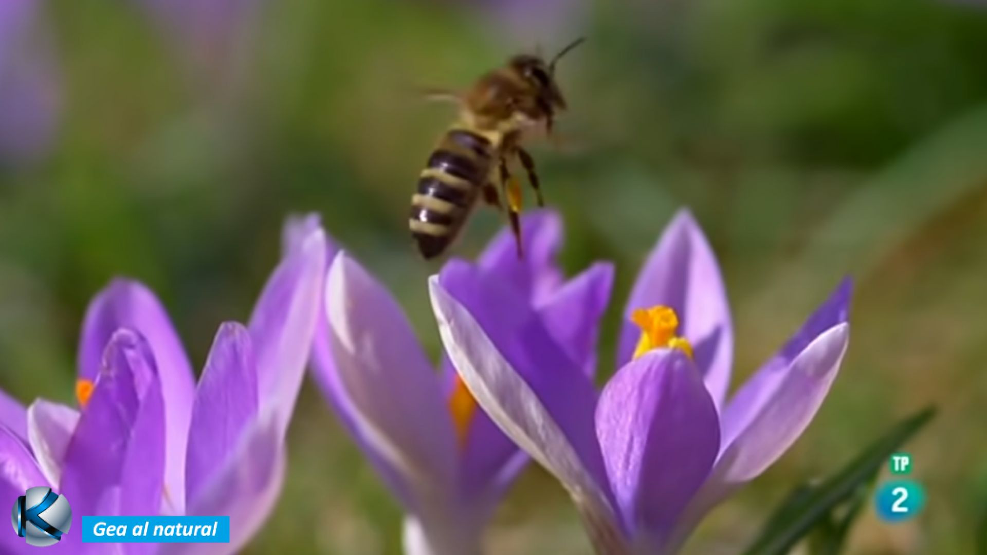 GEA 22 Abejas - Hijas del sol