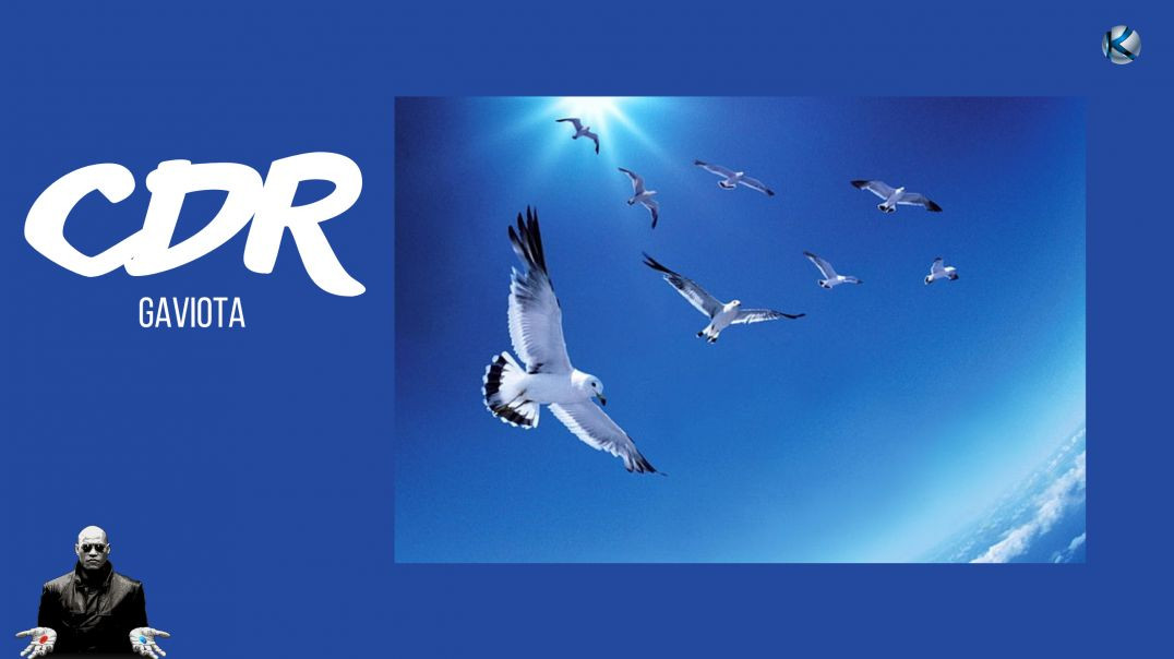 ⁣Cápsulas de realidad - 126 Gaviota
