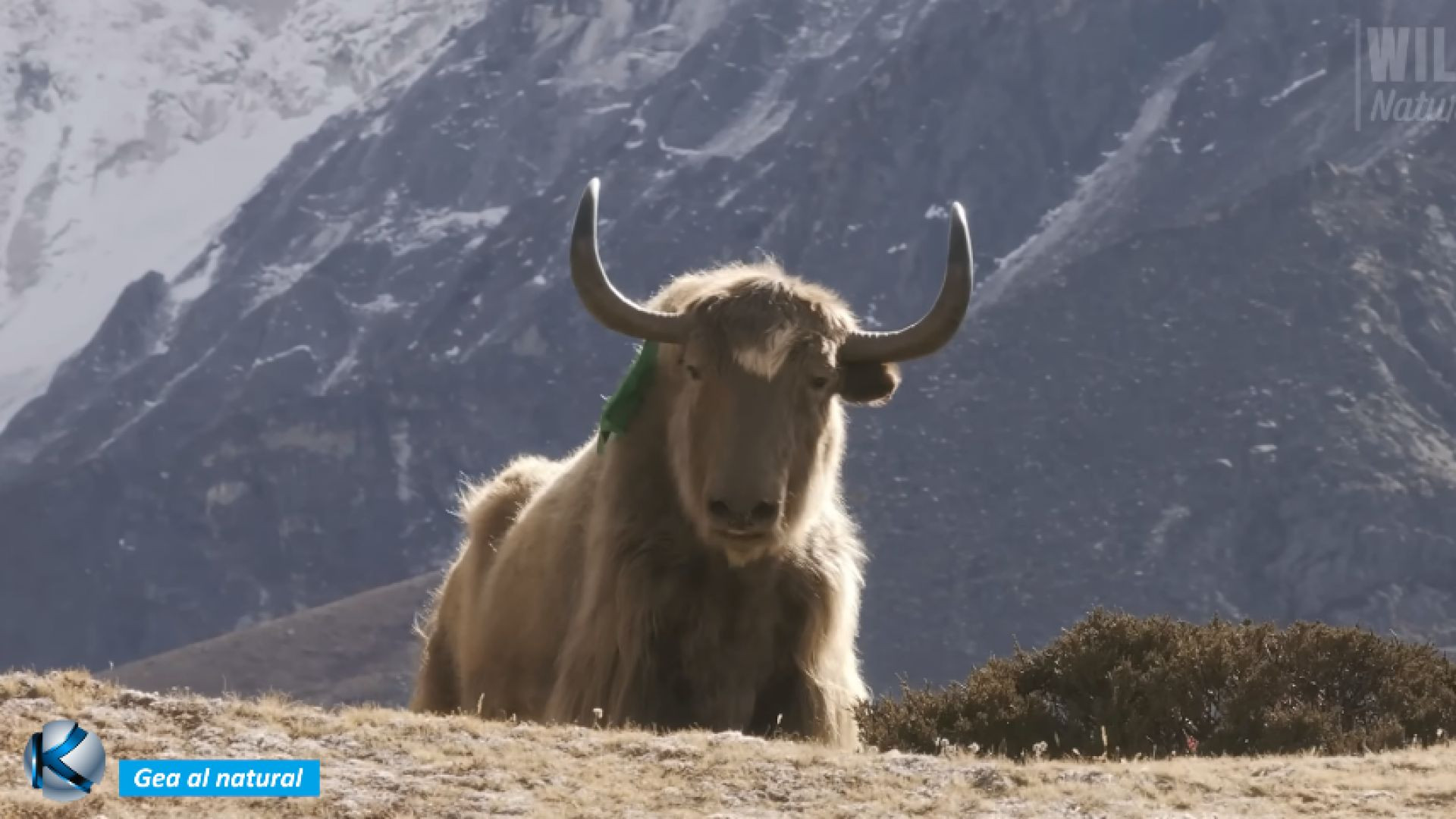 GEA 47 Nepal - Un reino de habitantes emblemáticos