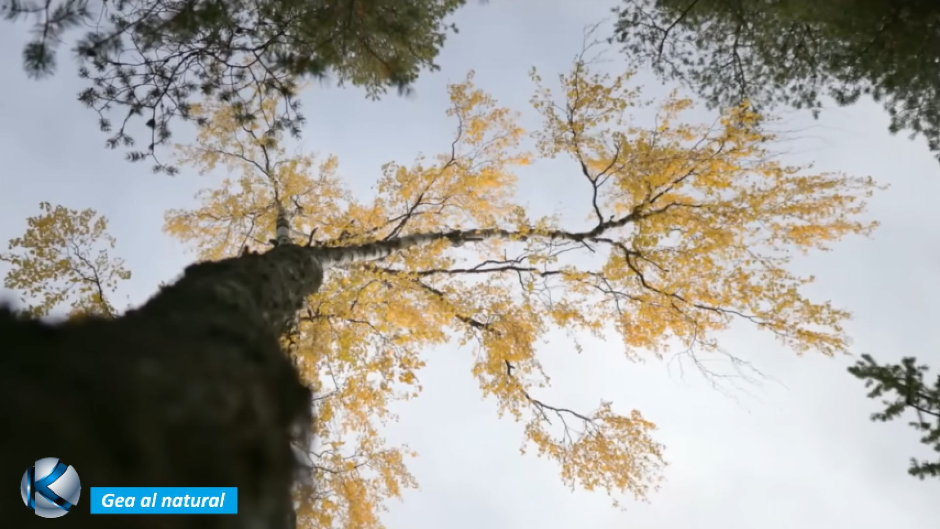 GEA 50 Abedul - El árbol sagrado de la taiga