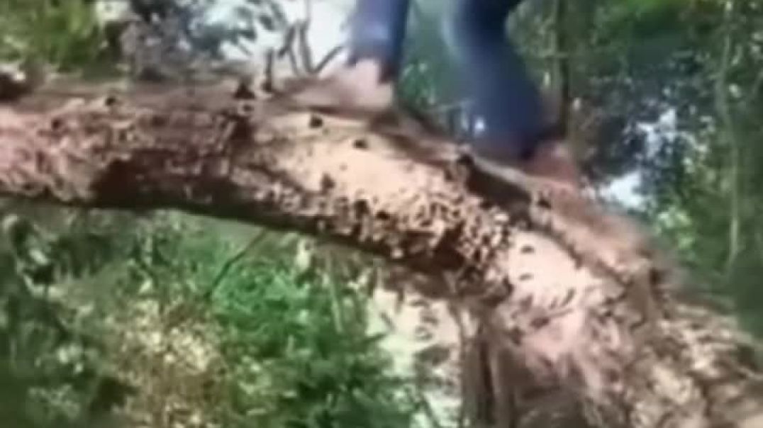 1986 LSD + Guatemala