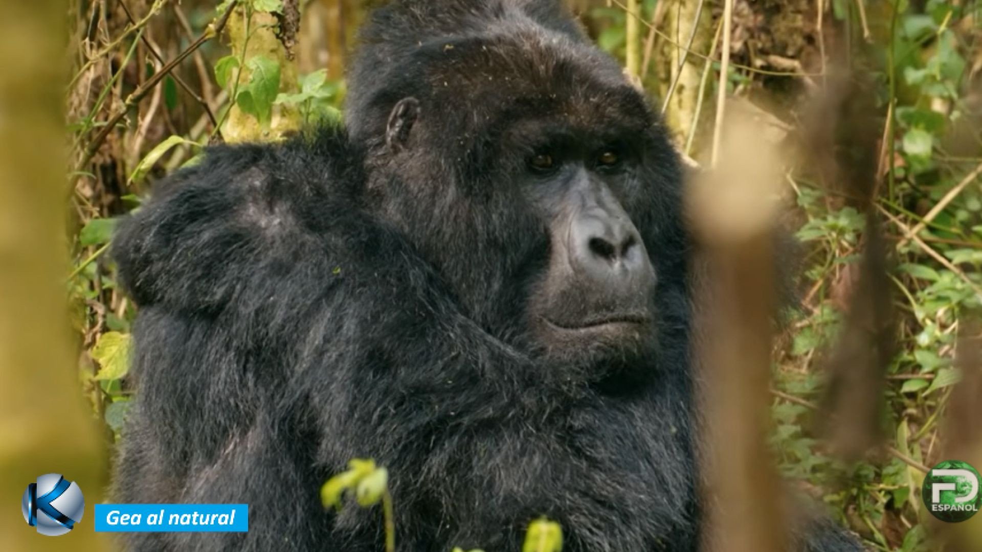 GEA 66 Uganda - El paraíso recuperado