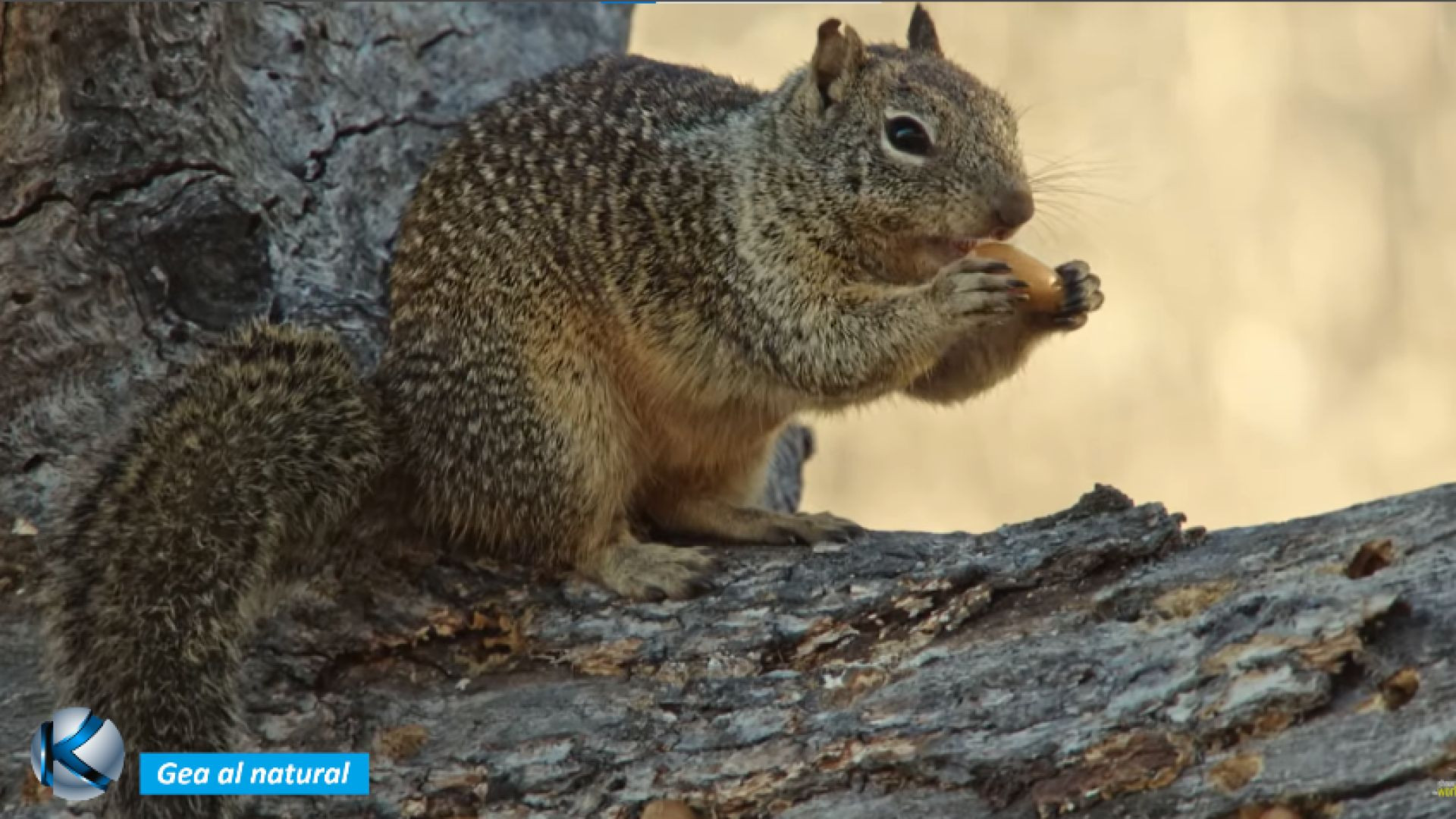 GEA 64 Ardillas - Adaptación y disfrute