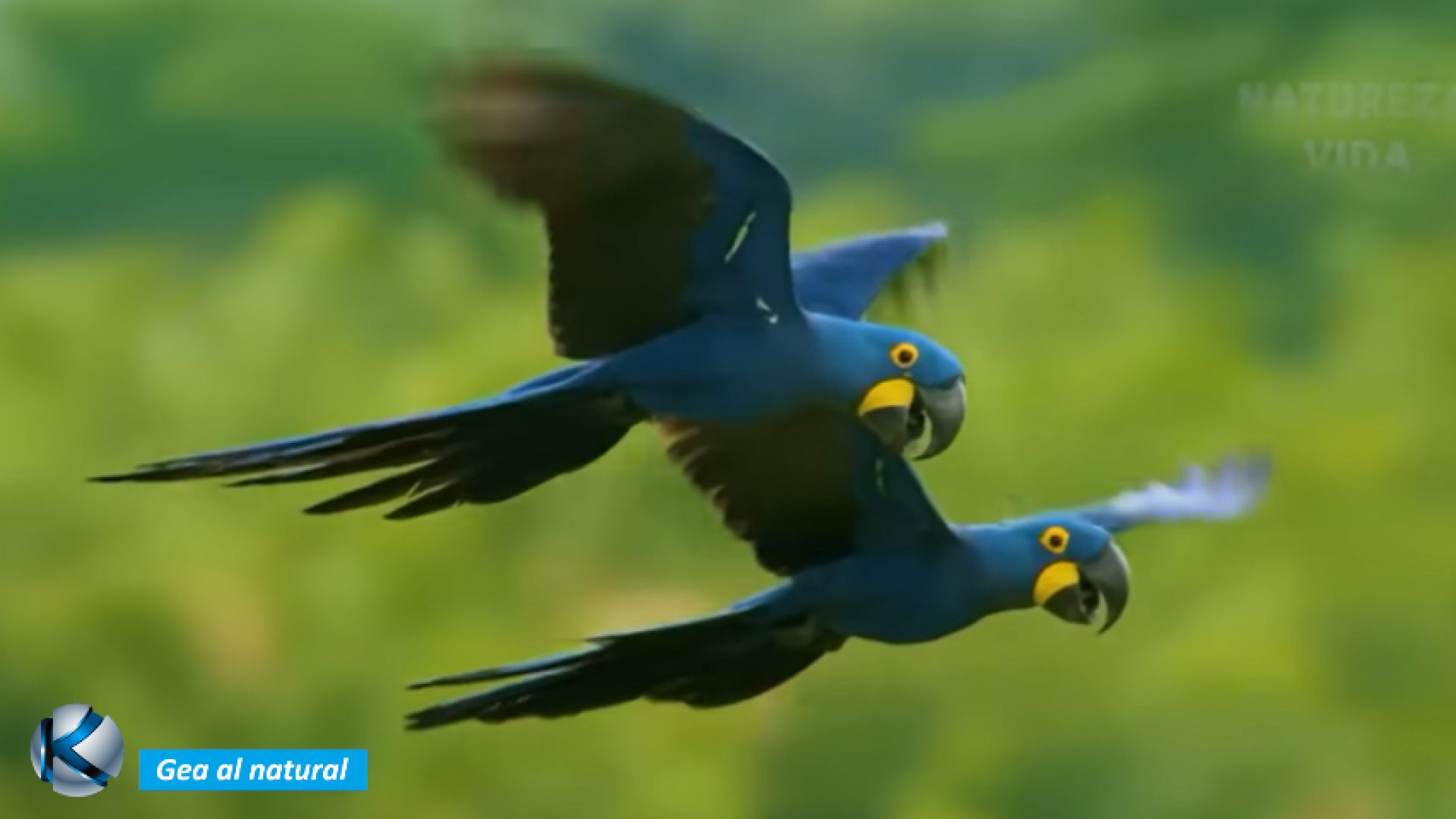 GEA 65 El Pantanal - Corazón palpitante de Suramérica