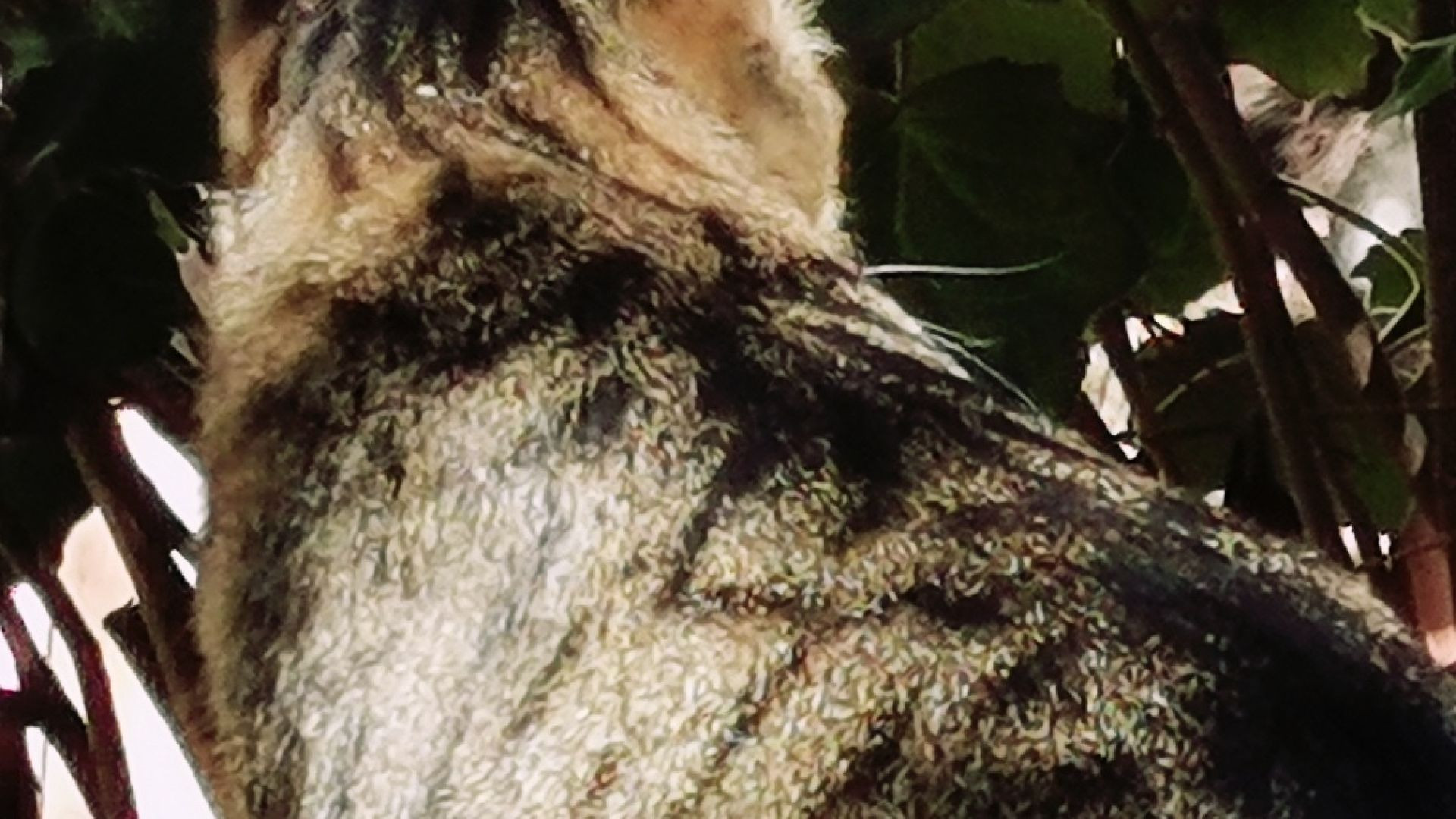 Rosendo - Deja Que Les Diga Que No (Video)