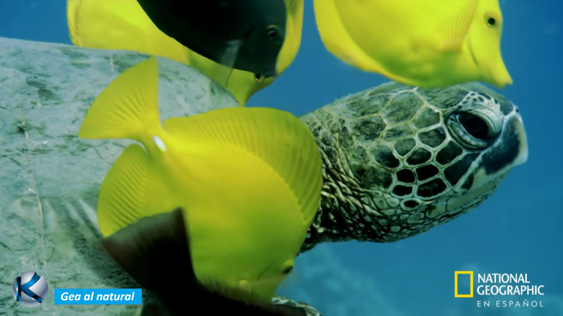 GEA 67 Hawai - Edén volcánico de olas gigantes