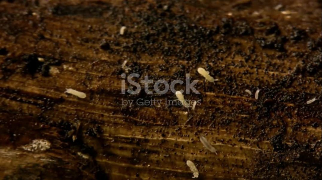 Century Pest Control