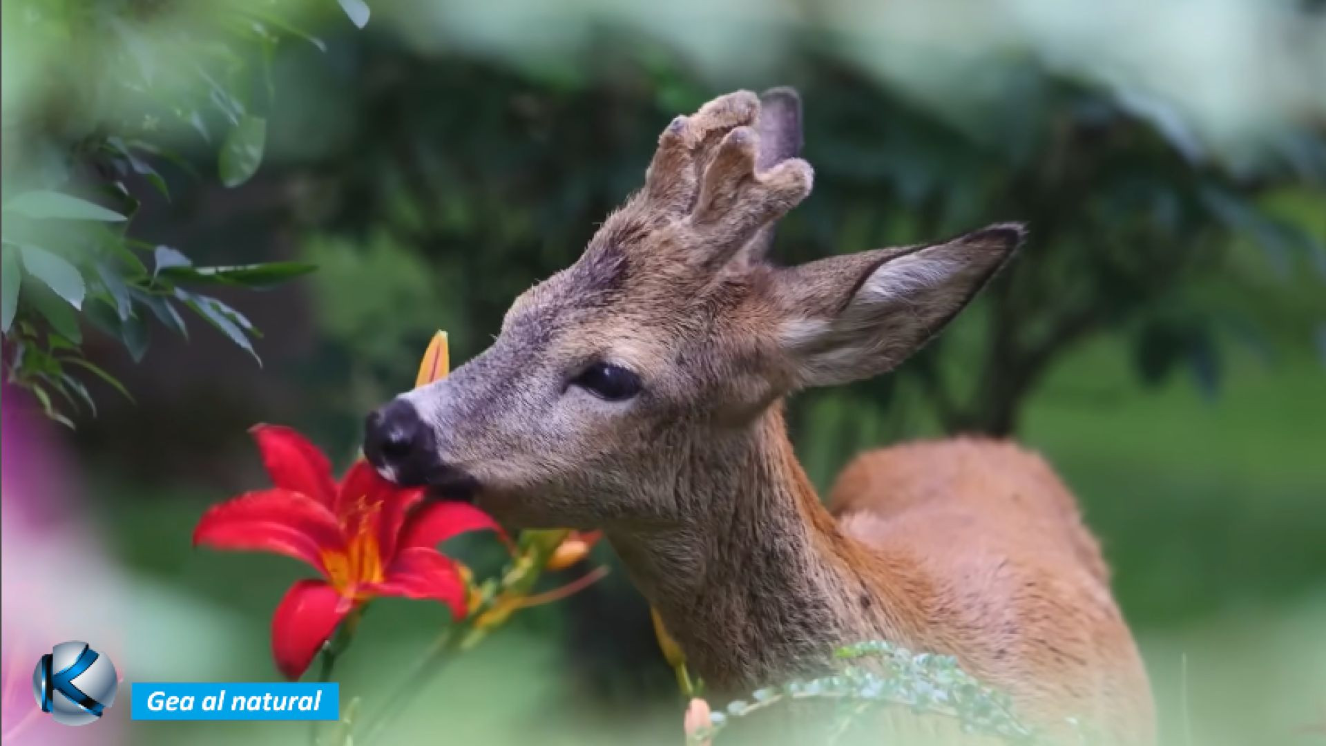 GEA 70 Chernóbil - El renacer de la vida salvaje