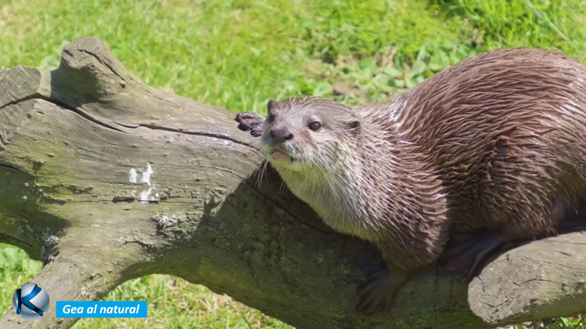 GEA 68 Transilvania - Legendaria y profunda