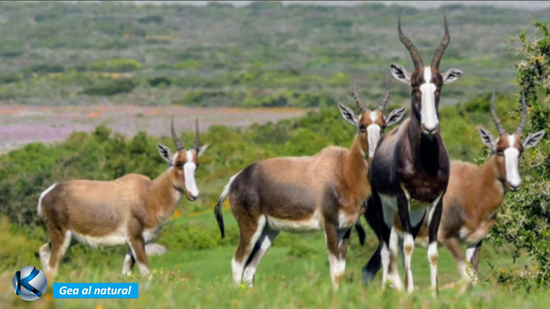 GEA 69 Sudáfrica - El reino de los colores