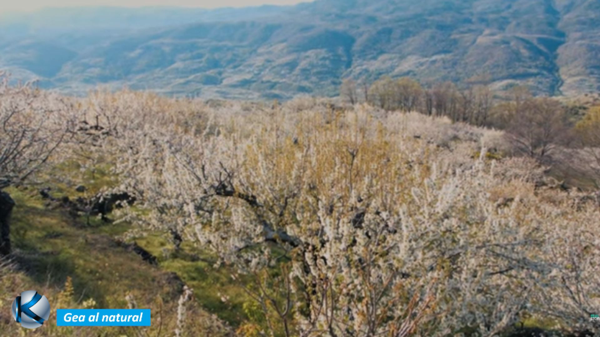 GEA 76 Valle del Jerte - El estallido de las flores