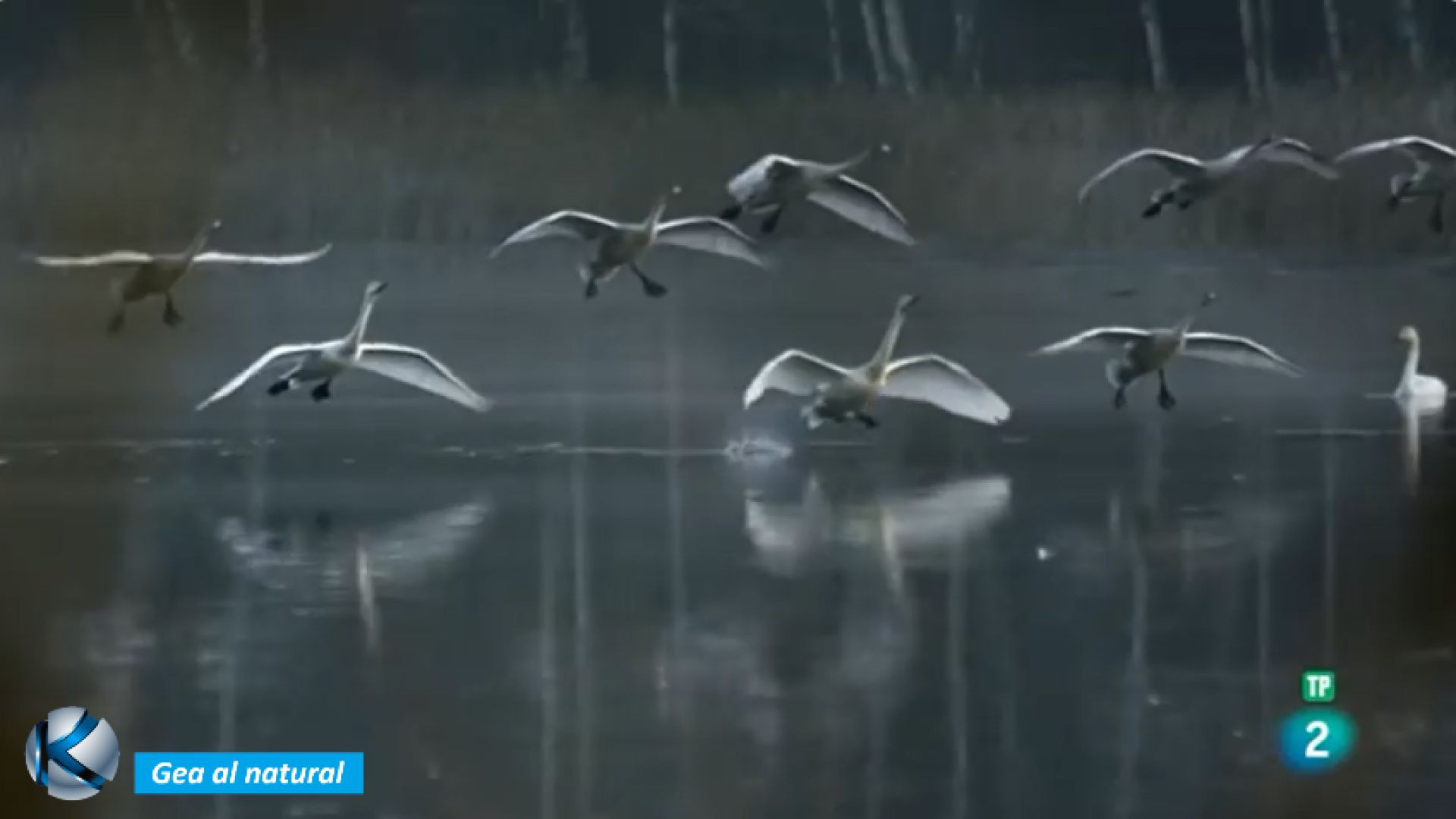 GEA 74 Carelia - Místicos bosques primarios de Rusia