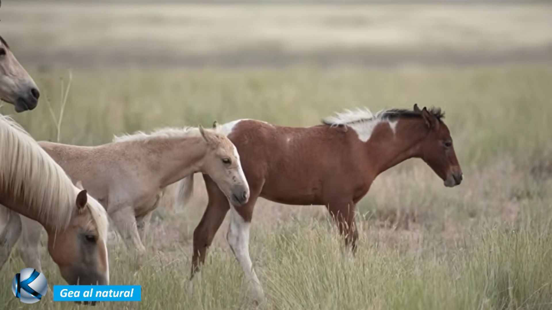 GEA 72 Caballos salvajes de Norteamérica - Legado de España