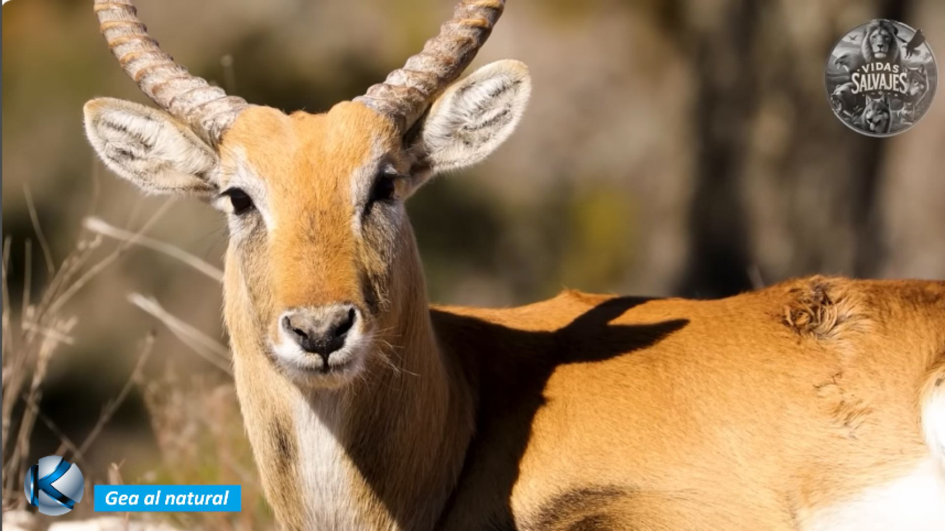 GEA 73 Okavango - La exuberante llanura inundada