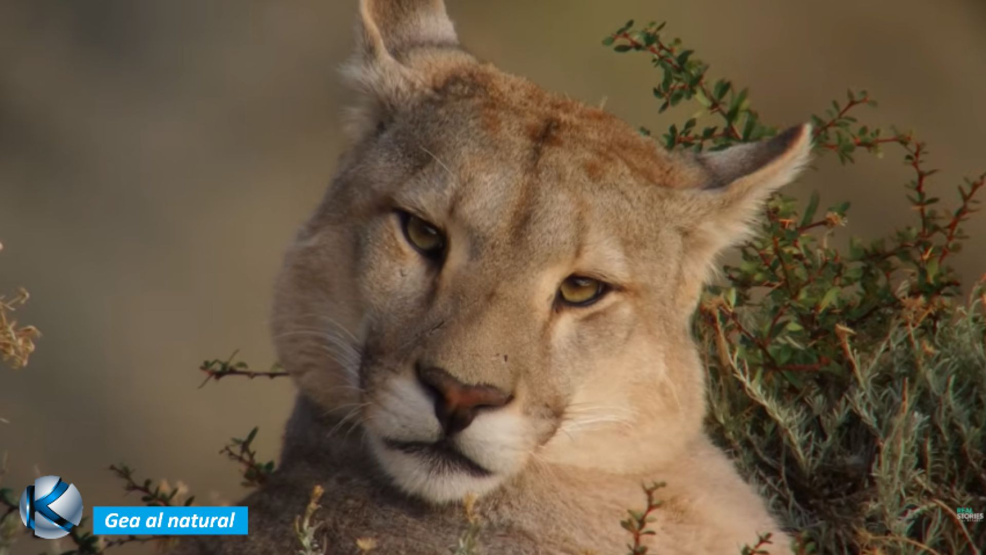 GEA 75 Chile - Belleza andina y hogar de pumas