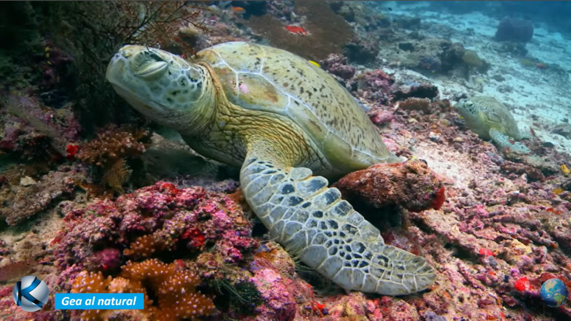 GEA 78 Tortugas - Antiguas maestras acorazadas