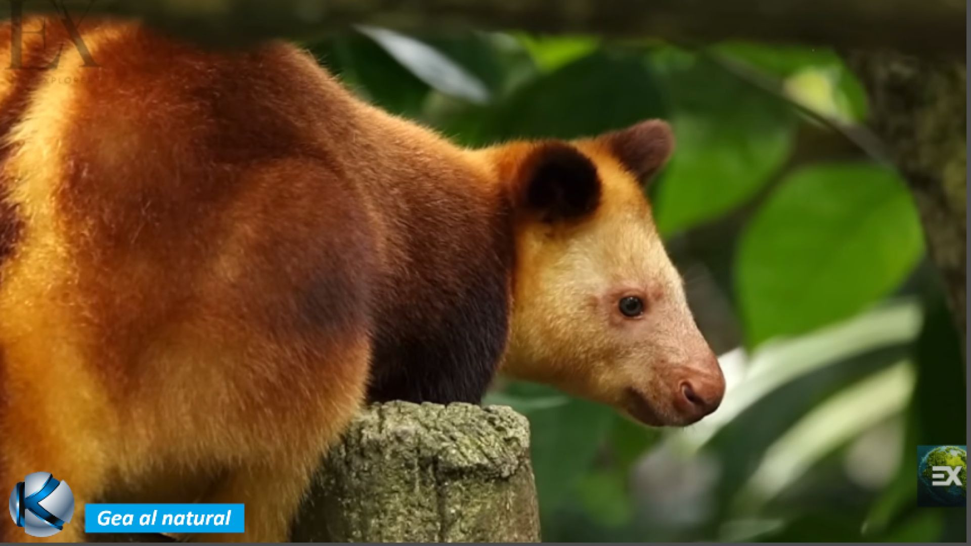 GEA 79  - Papúa Nueva Guinea - Bosque Intacto del planeta