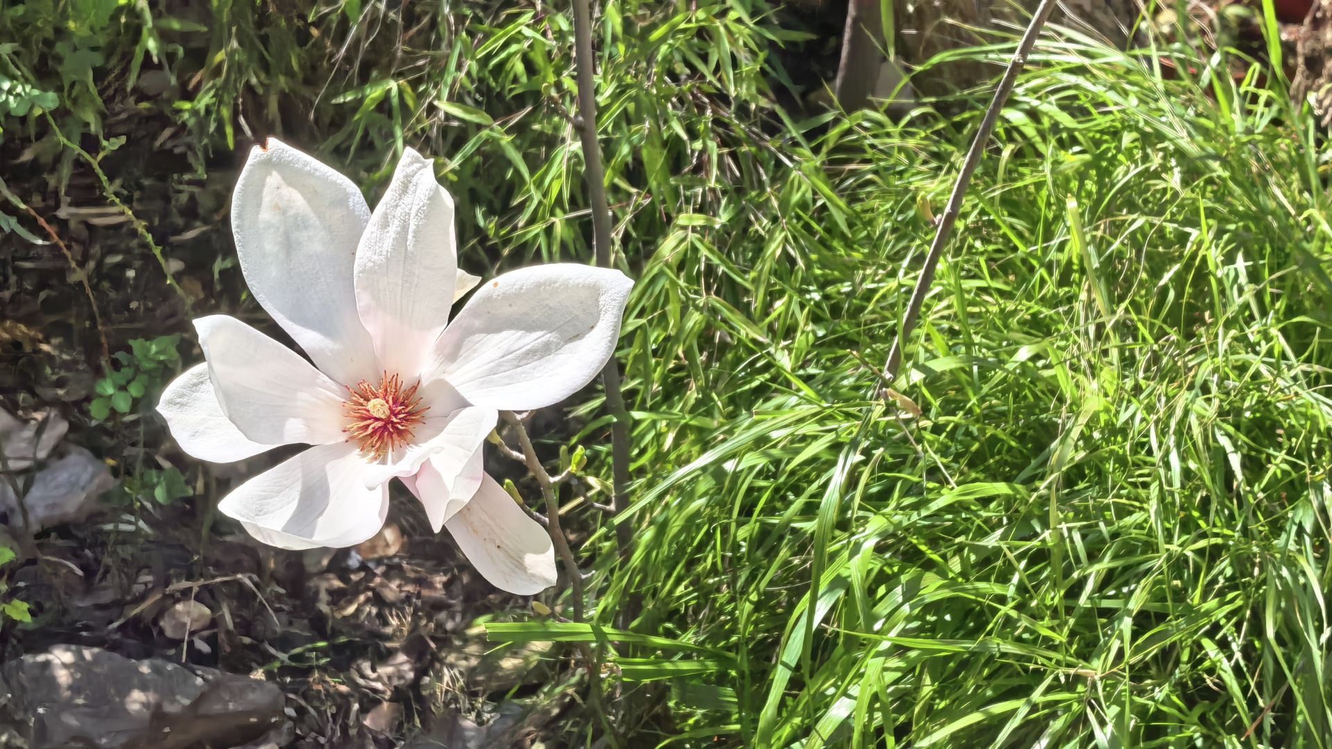 Pan 🥖 y 🌹Rosas de Ken Loach