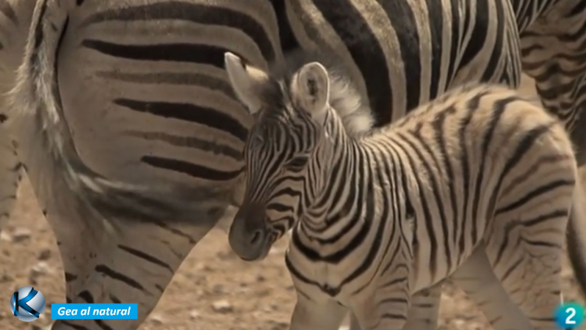 GEA 81 Etosha - La gran llanura blanca