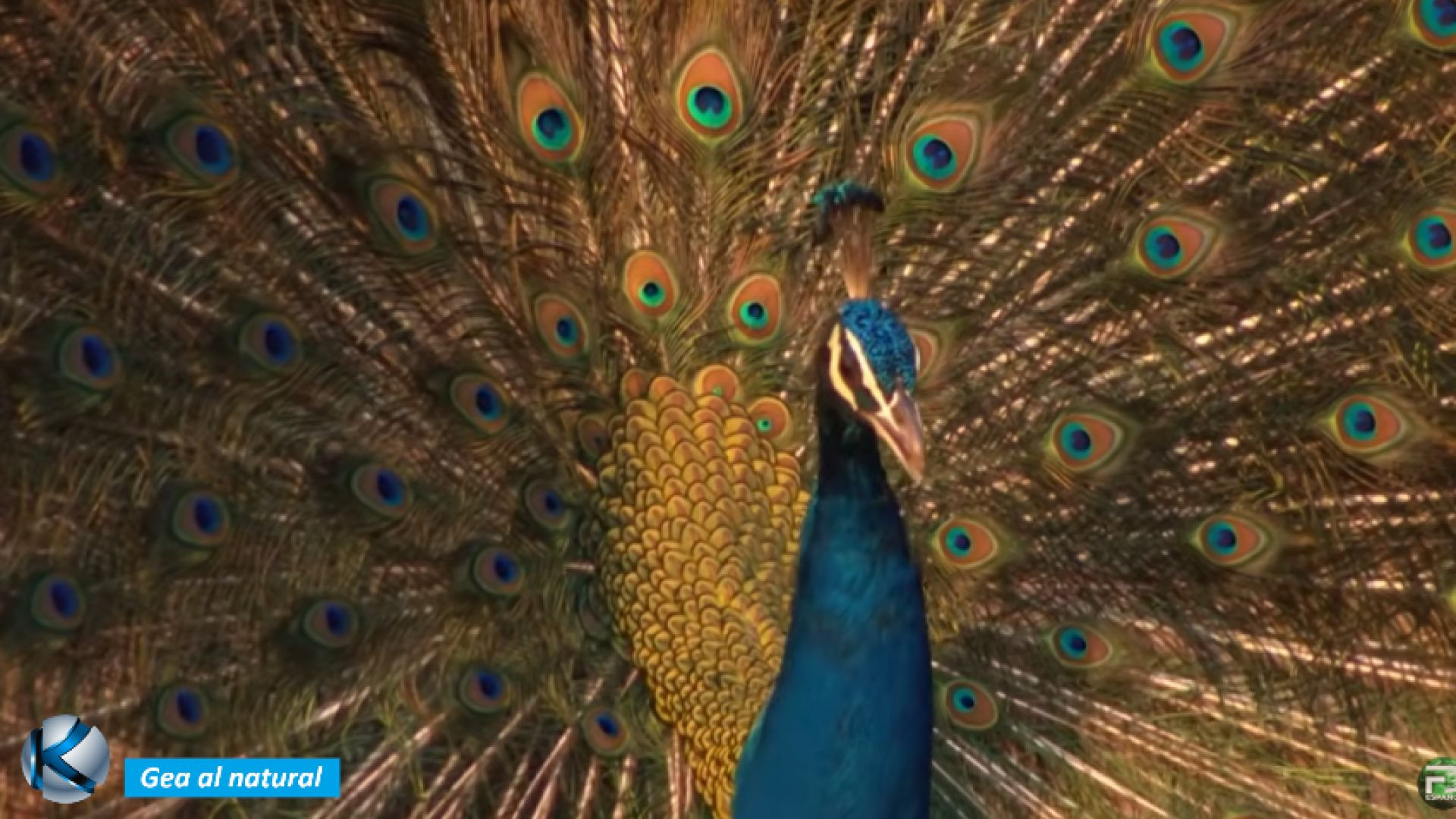 GEA 84 El color en la naturaleza - Belleza y estrategia