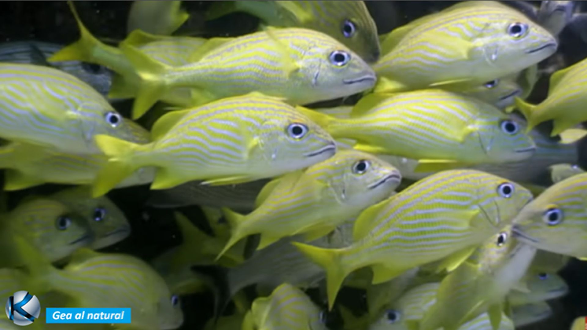 GEA 87 Océanos - Reino de tesoros multicolores