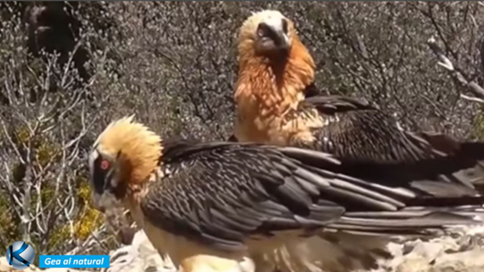 GEA 85 Quebrantahuesos - Ave mítica que regresa