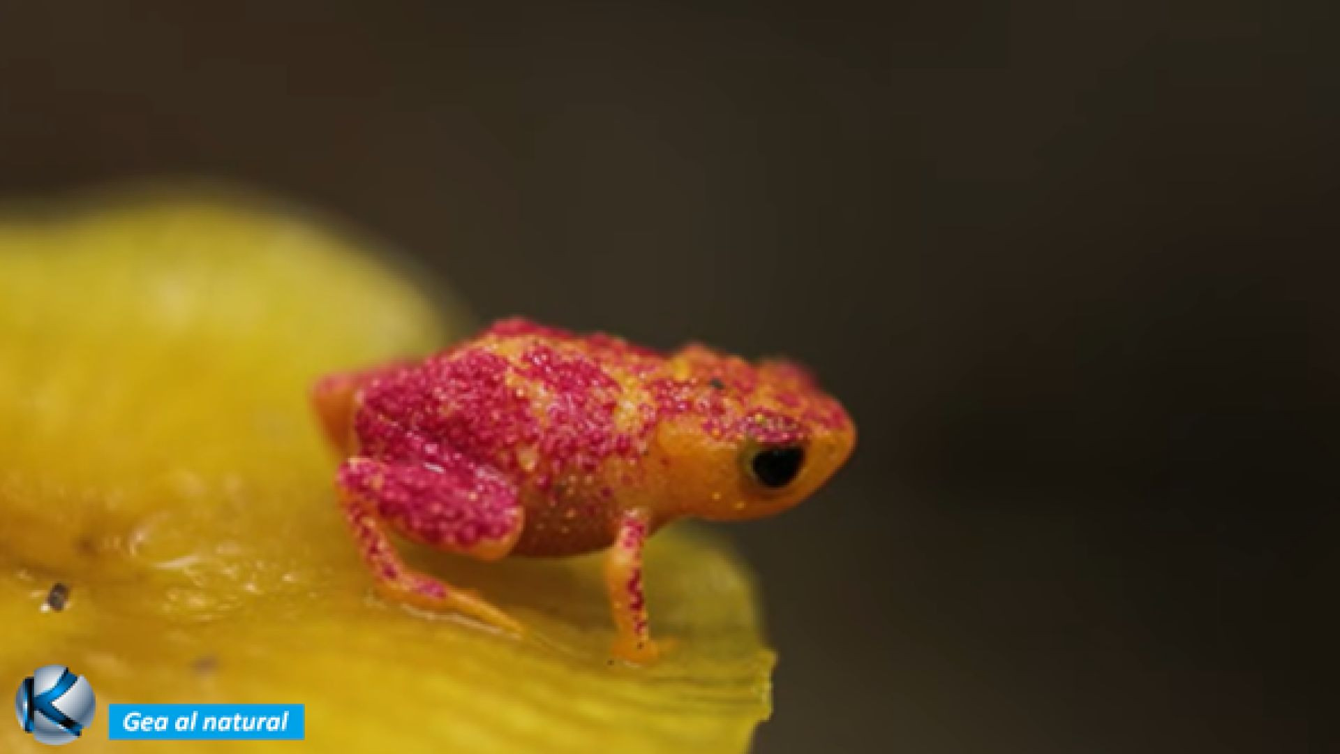 GEA 88 Bosque Atlántico - El latido de la diversidad