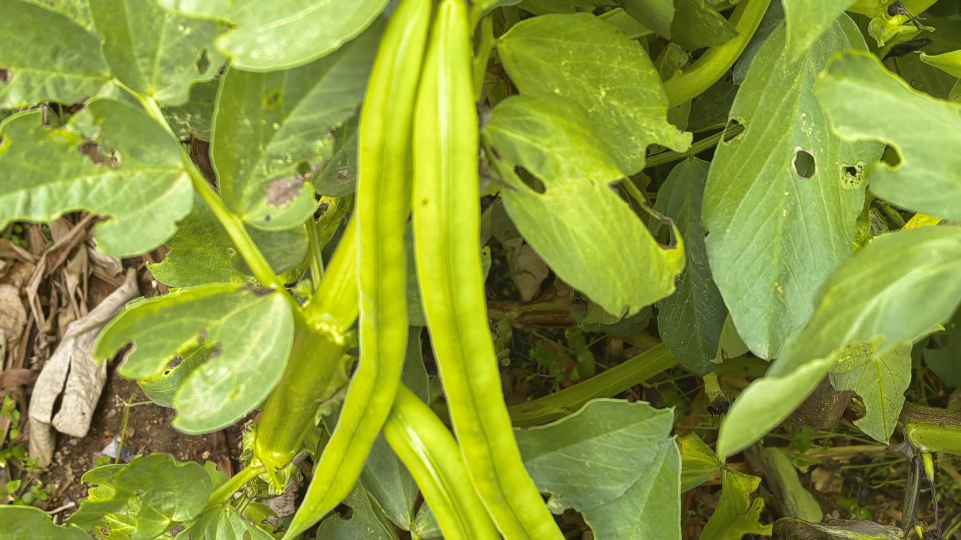 SALUD y LIBERTAD en AGRICULTURA | Podemos escapar del control de las MULTINACIONALES