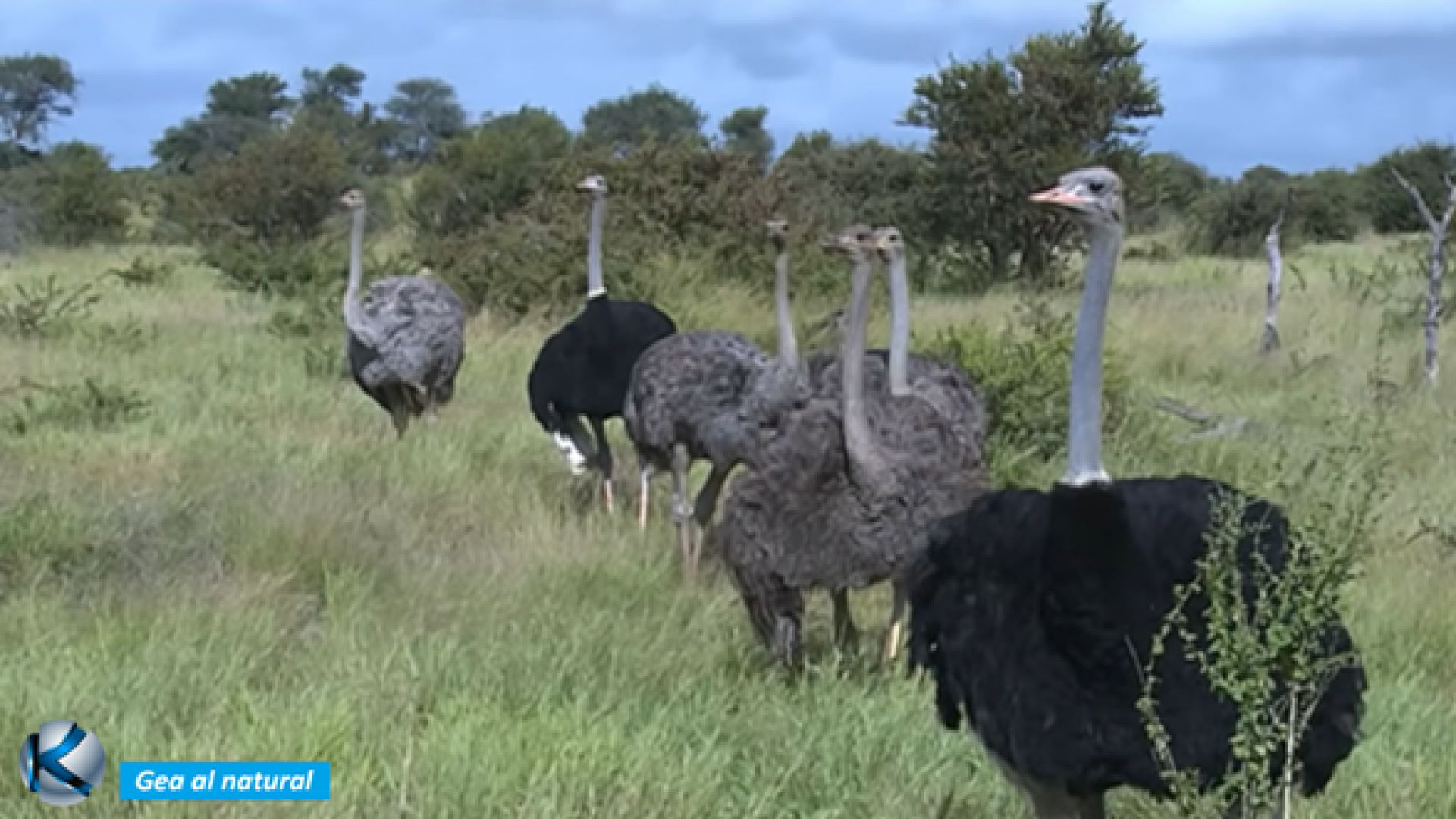 GEA 97 Aves de África – Abanico de diversidad