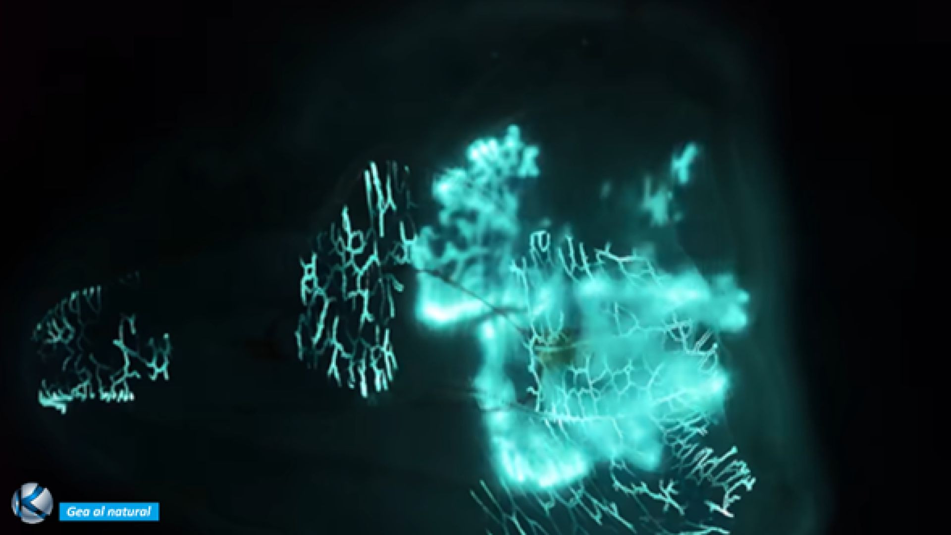 GEA 106 Bioluminiscencia - Estrategia de la vida